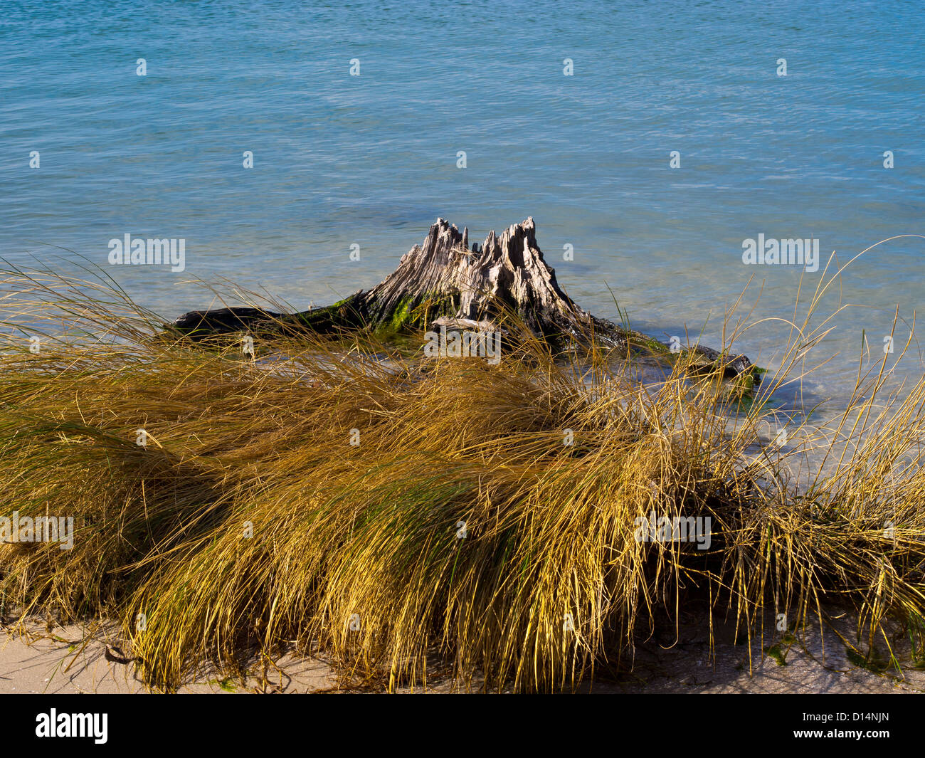 Seagrass florida hires stock photography and images Alamy
