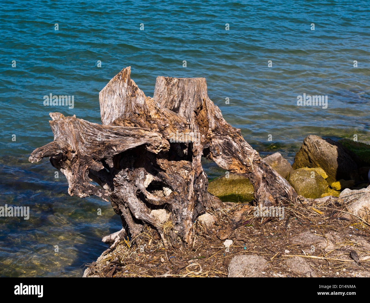 Driftwood on Sebastian Inlet at the Indian River Lagoon in Florida