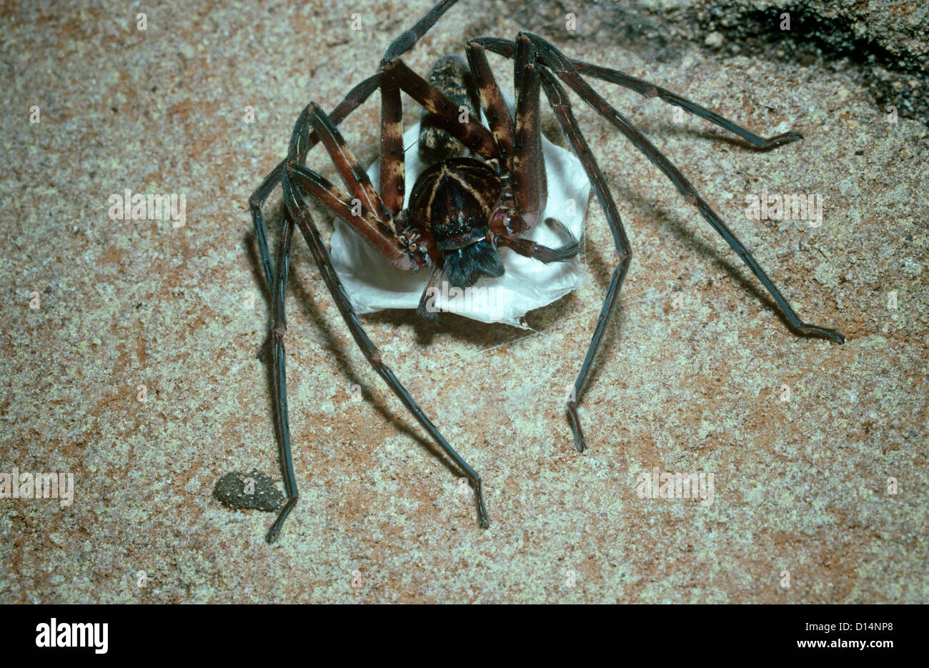 Huntsman spider (Heteropoda sp.: Sparassidae) female making her egg-sac in a rainforest cave, Sumatra Stock Photo