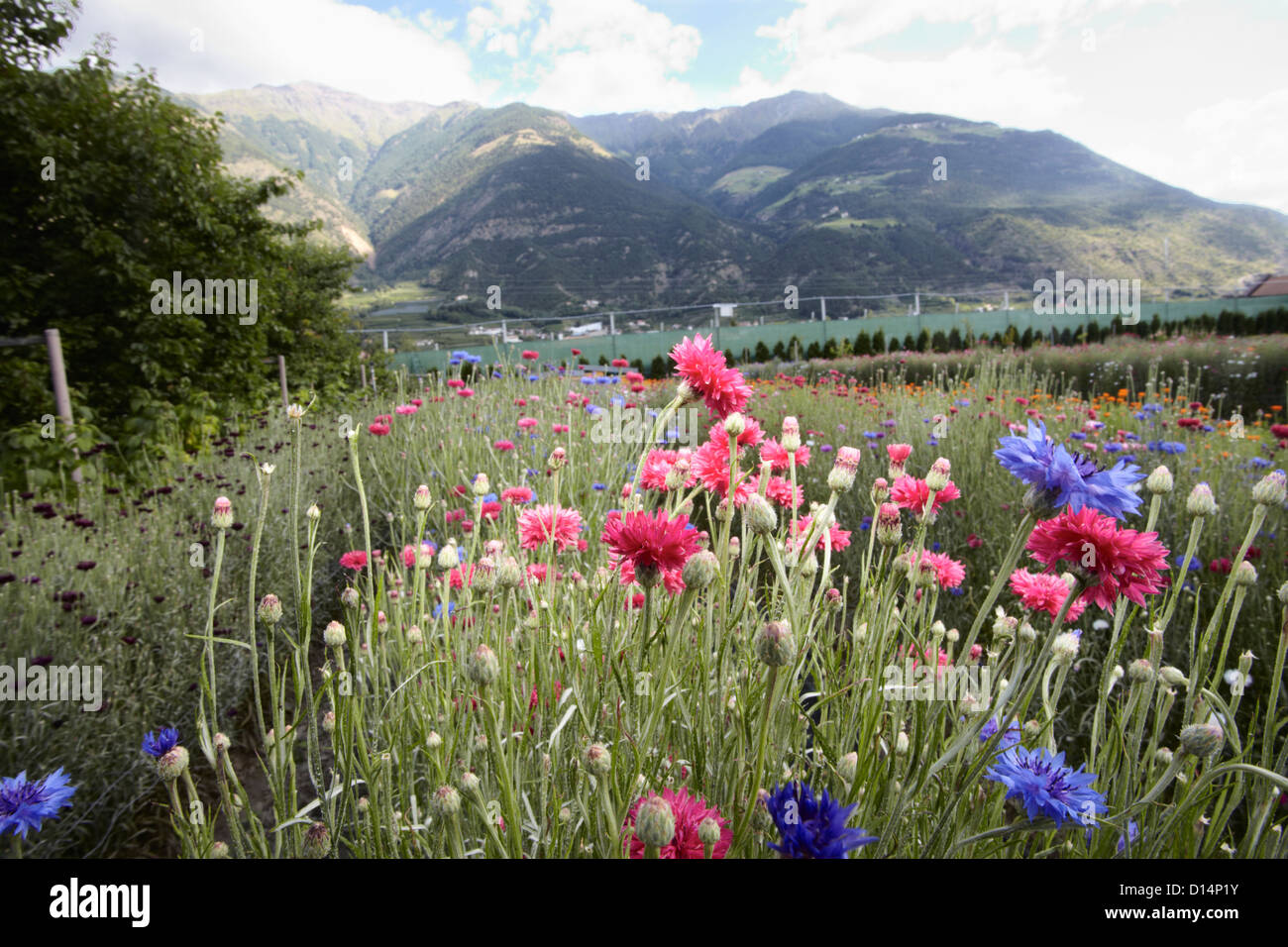 Field of flowers in rural landscape Stock Photo