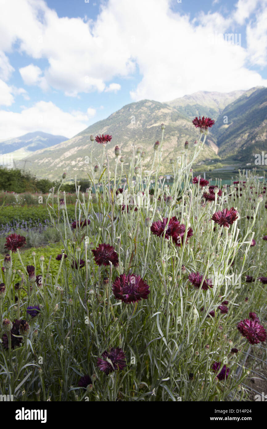 Field of flowers in rural landscape Stock Photo