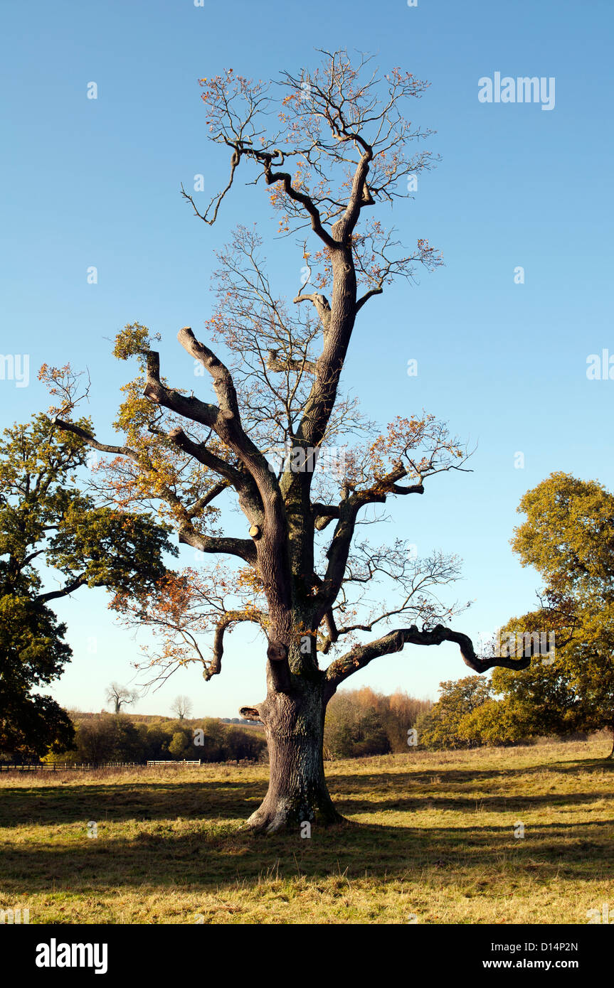 Pruned oak tree, Broughton Park, Oxfordshire, UK Stock Photo Alamy