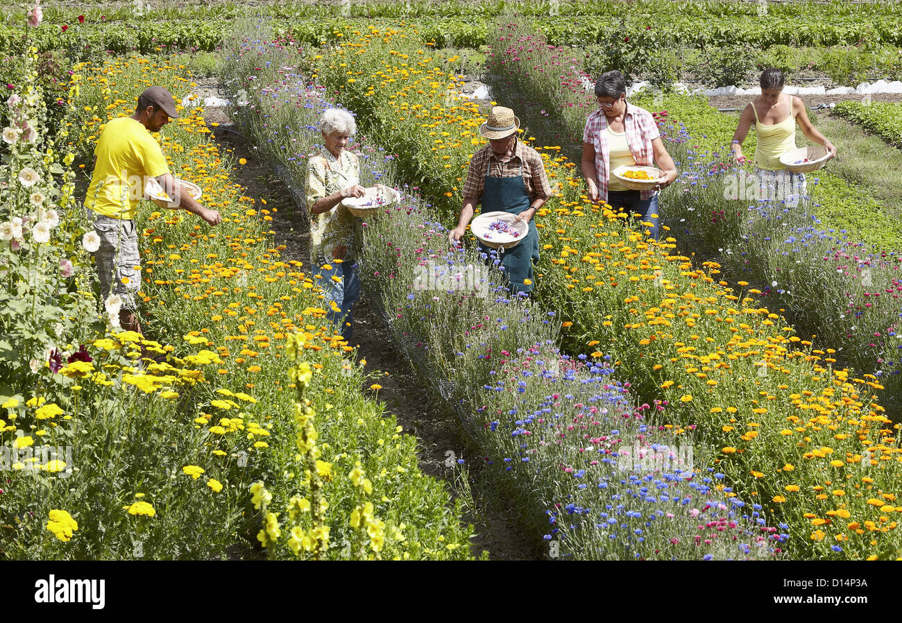 Older people picking flowers in field Stock Photo