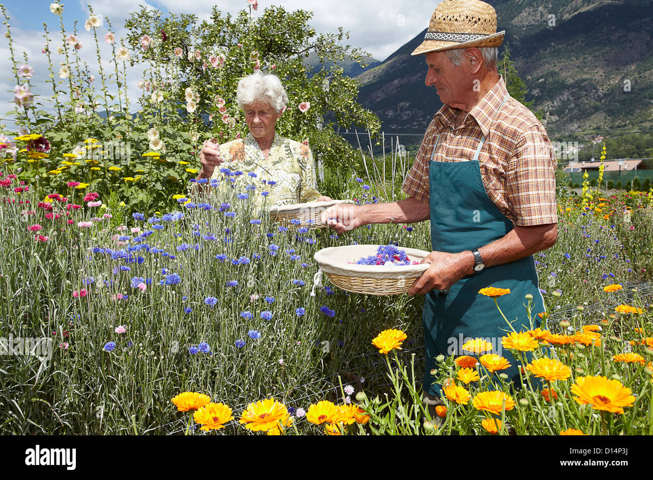 Older people picking flowers in field Stock Photo - Alamy