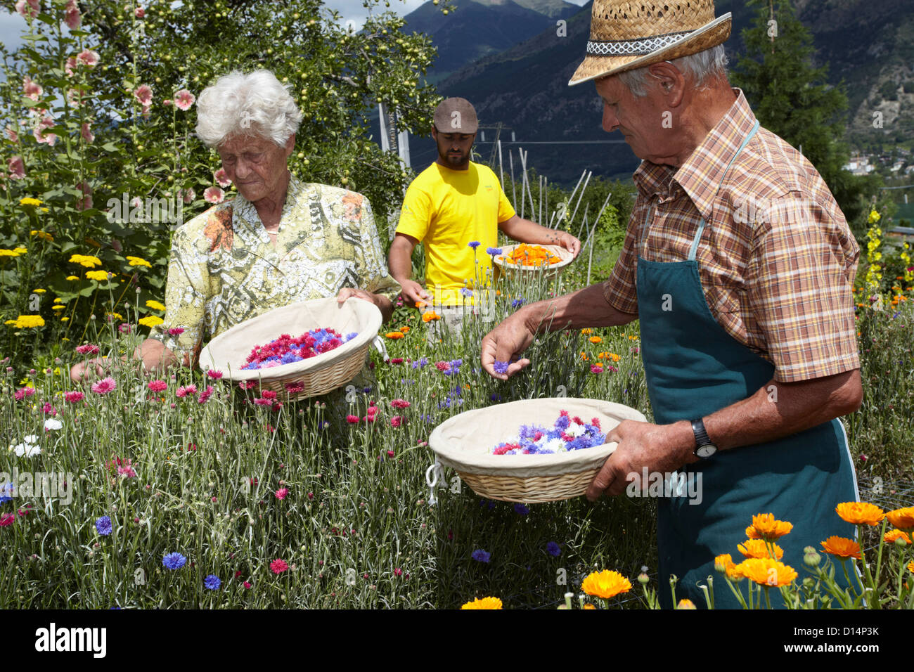 Older people picking flowers in field Stock Photo