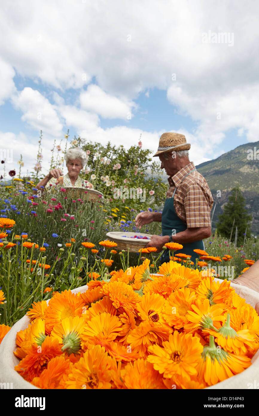 Older people picking flowers in field Stock Photo