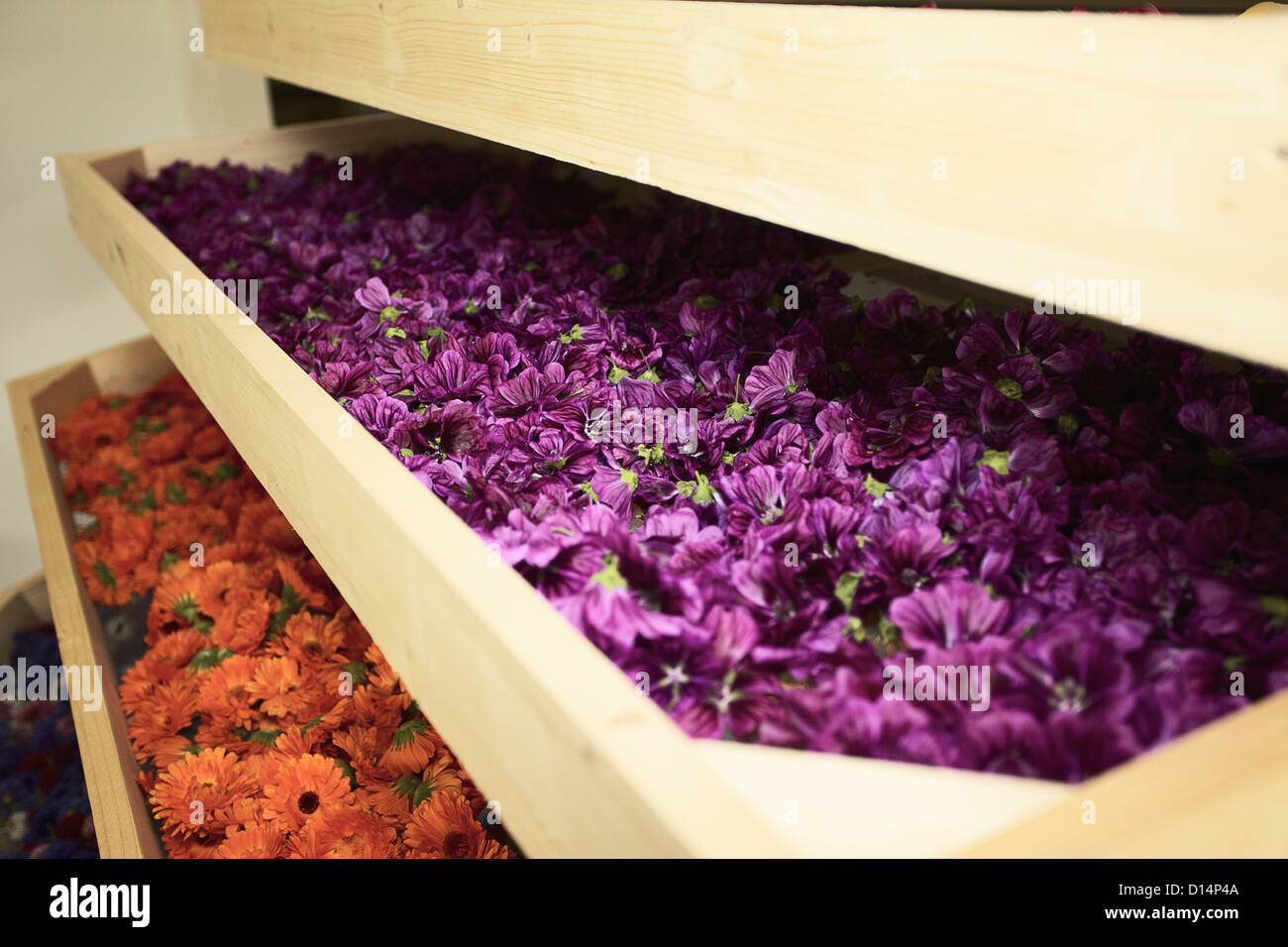 Close up of drawers of flowers Stock Photo