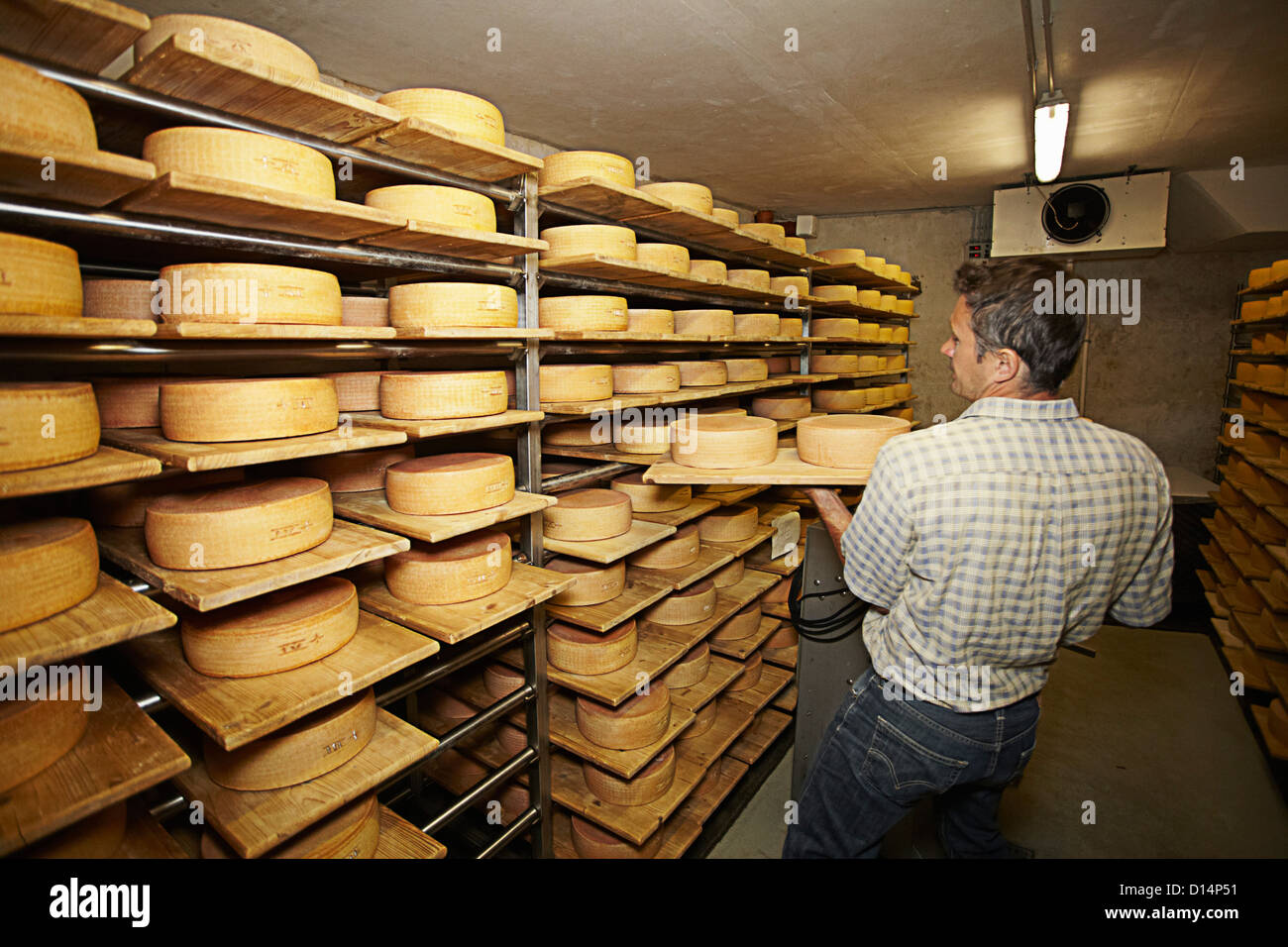 Worker aging wheels of cheese Stock Photo
