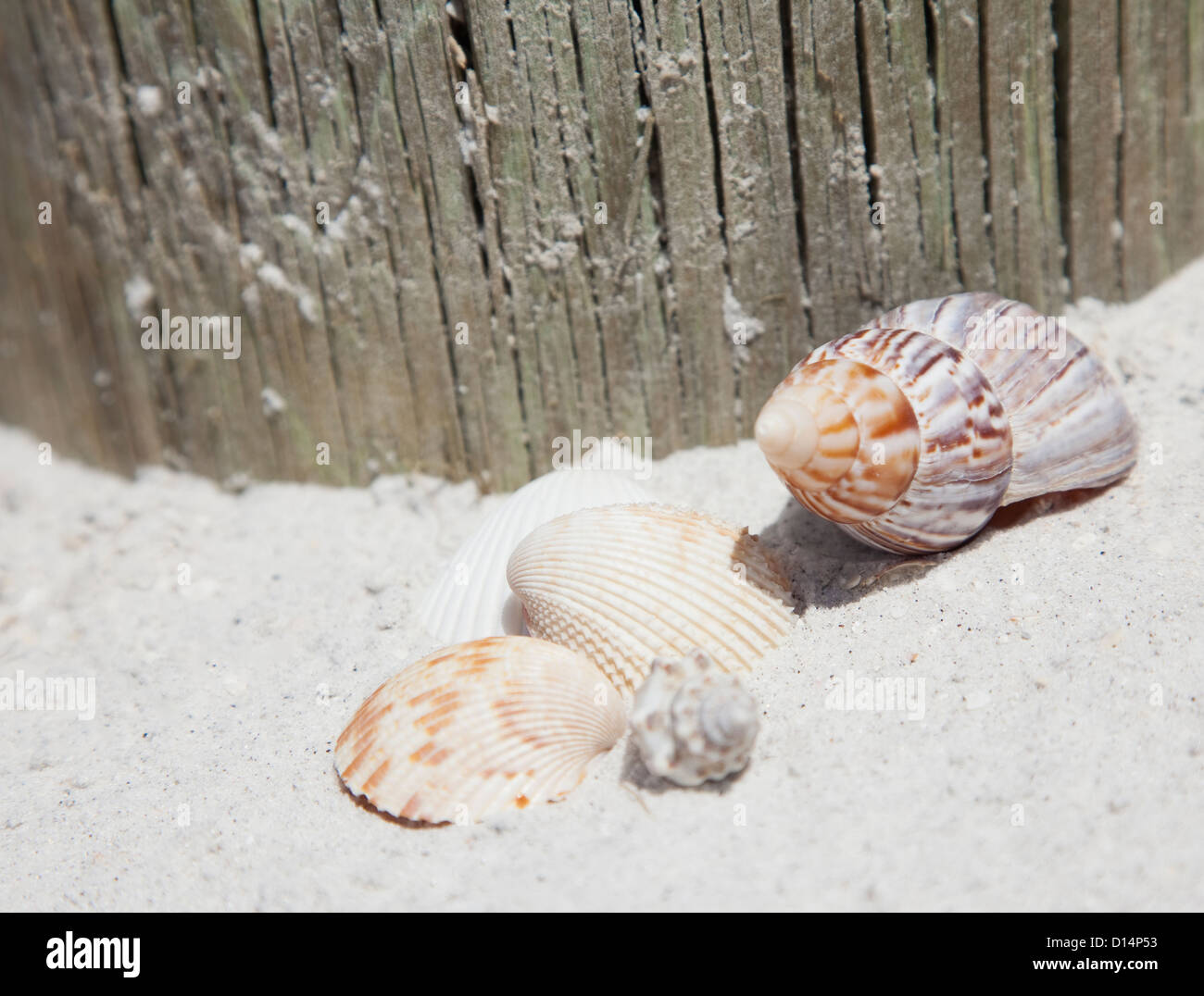USA, Florida, St. Petersburg, Seashells on sandy beach Stock Photo