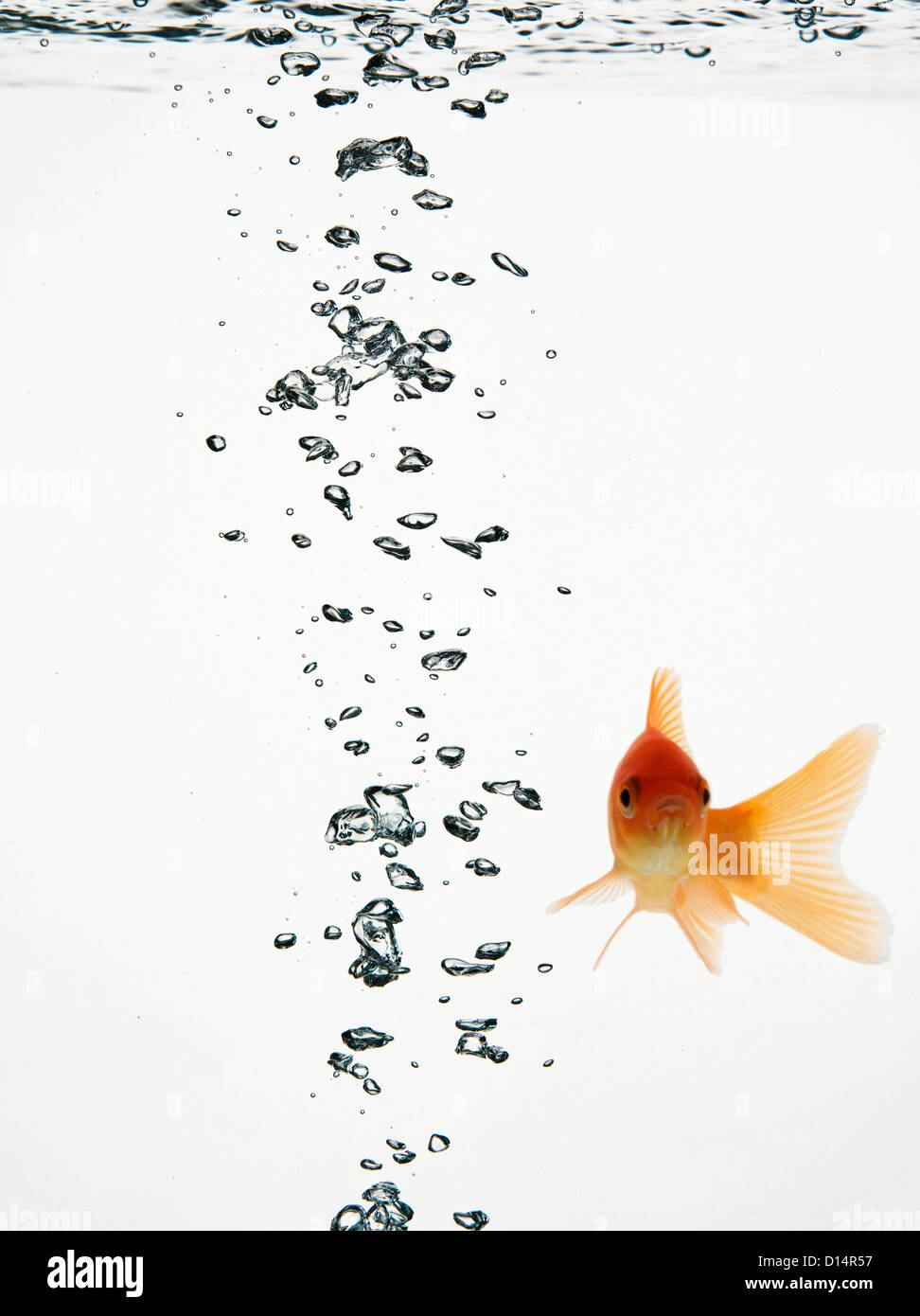 Fish swimming with bubbles water Stock Photo Alamy