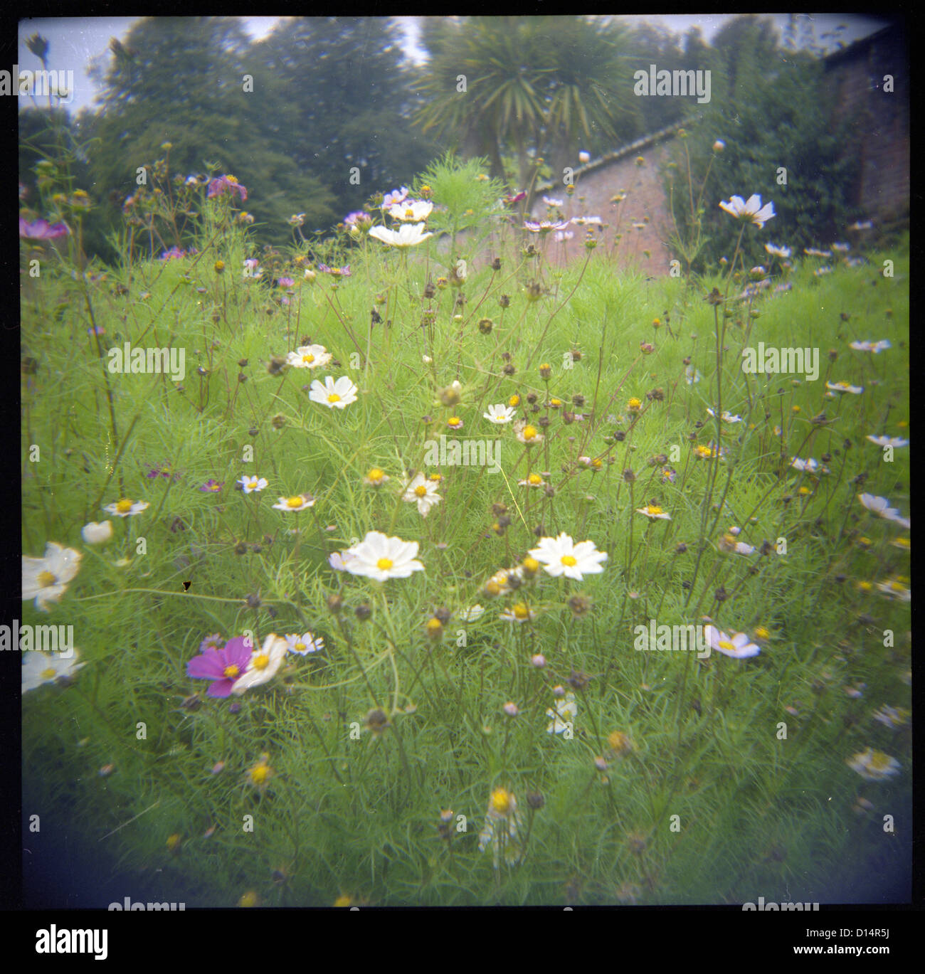 Yellow flowers on bushes hi-res stock photography and images - Alamy