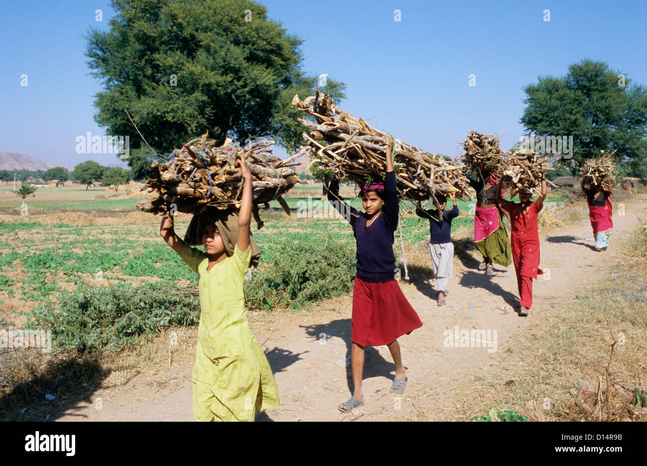 INDIA Rajasthan, children carry firewoods in village for cooking fuel Stock Photo Alamy