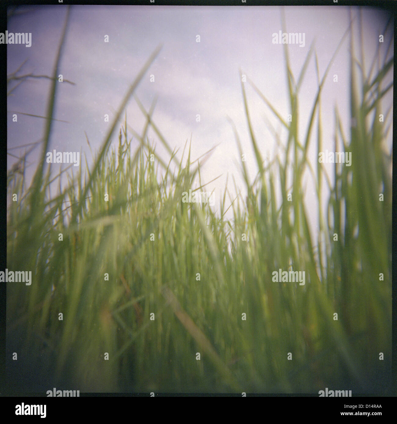 High grass hi-res stock photography and images - Alamy