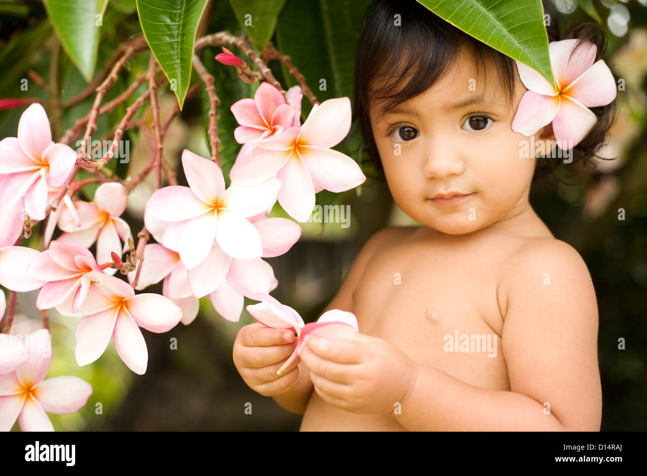 Hawaii, Oahu, Baby Girl Playing With Plumeria Flowers Stock Photo Alamy