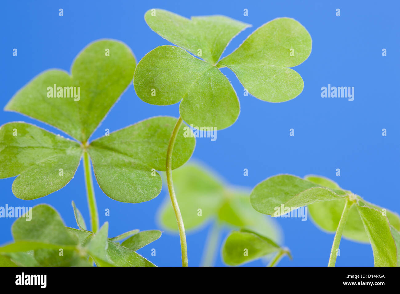 Clover plant hires stock photography and images Alamy