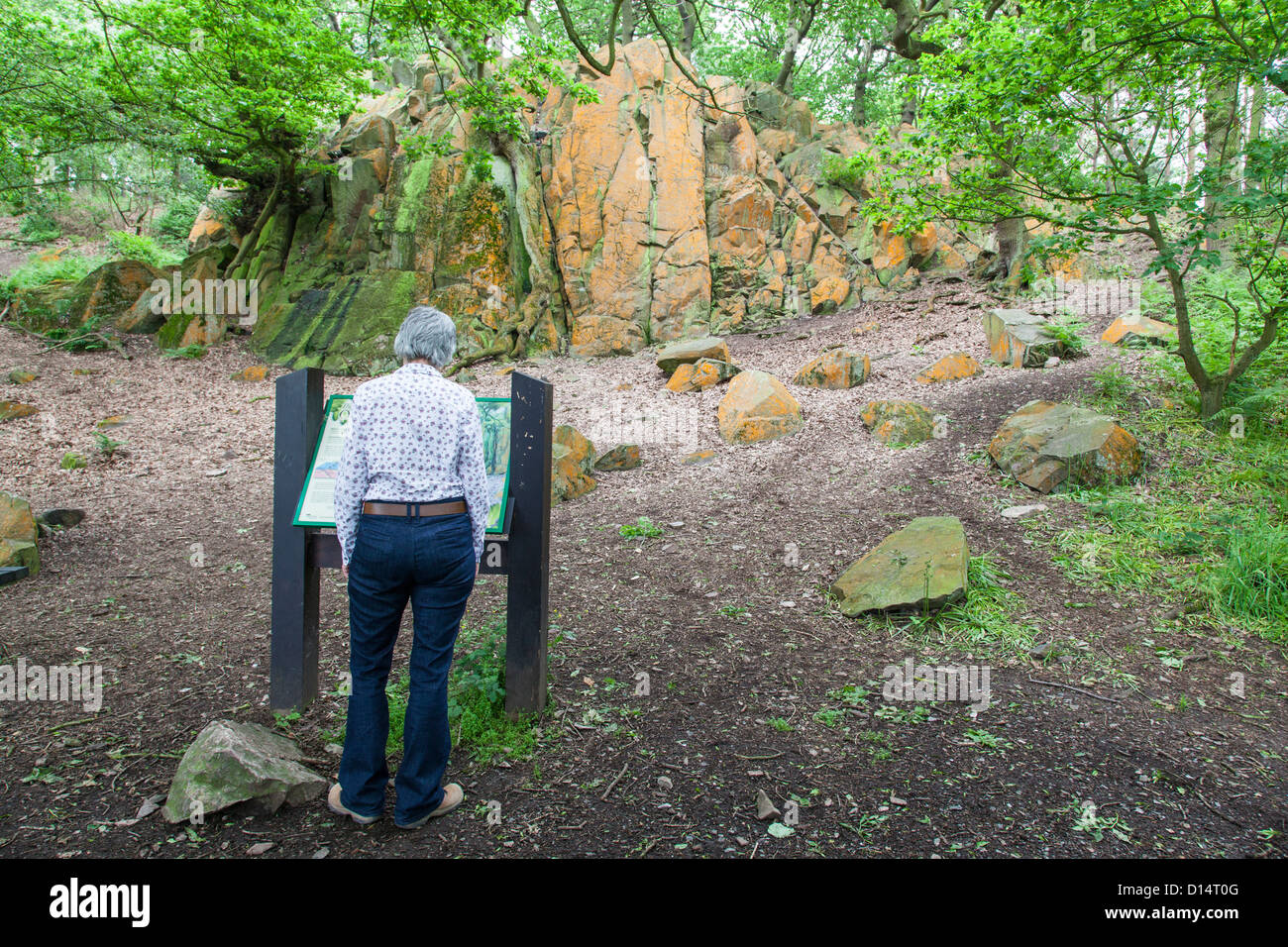 Woman reading a sign describing the pre-cambrian rocky outcrop beyond in the Outwoods, Charnwood Forest, Leicestershire, England Stock Photo