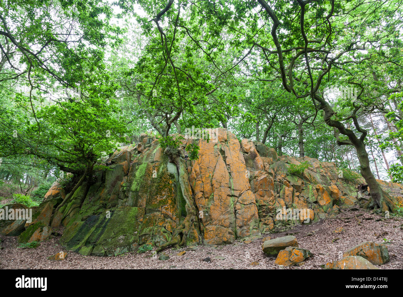 Pre-cambrian rocky outcrop (some of the oldest exposed rocks in Britain) in the Outwoods in Charnwood Forest, Leicestershire. Stock Photo
