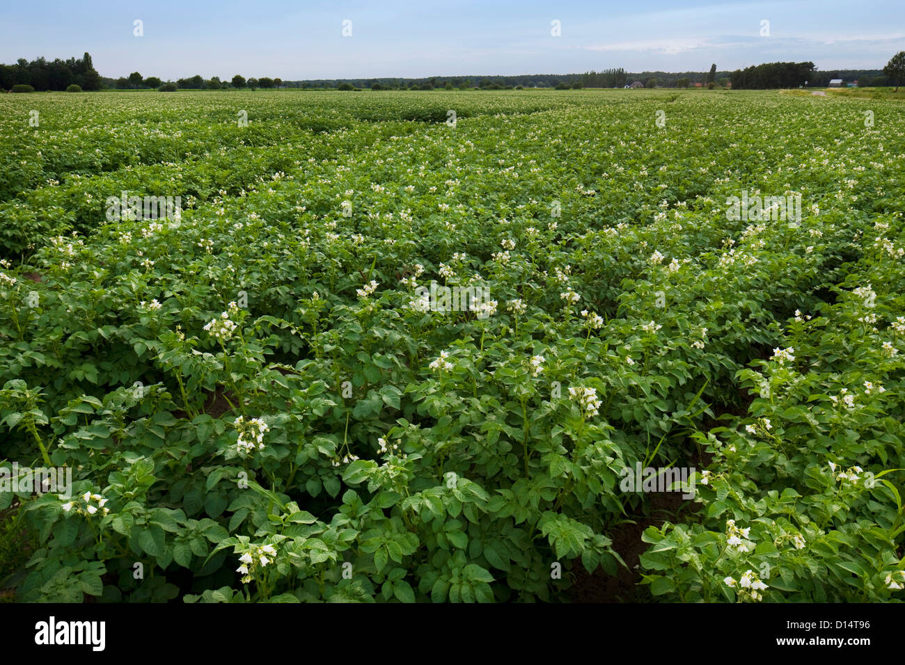 Potato field hires stock photography and images Alamy