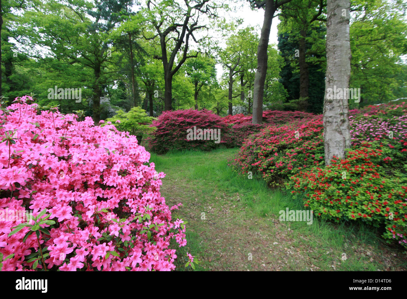 Isabella Plantation in Richmond Park, London Stock Photo