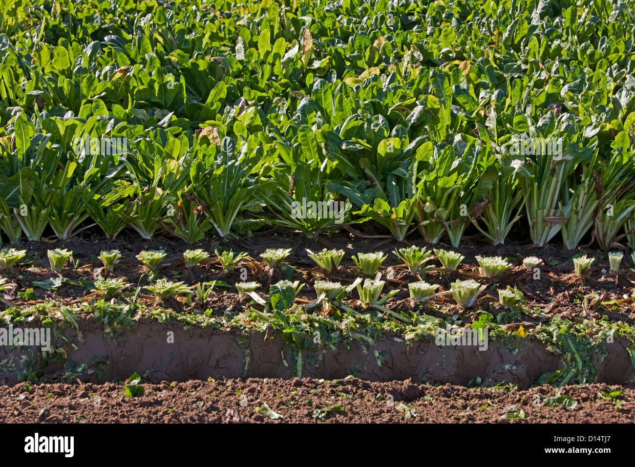 Field with rows of cultivated chicory plants for food consumption Stock Photo