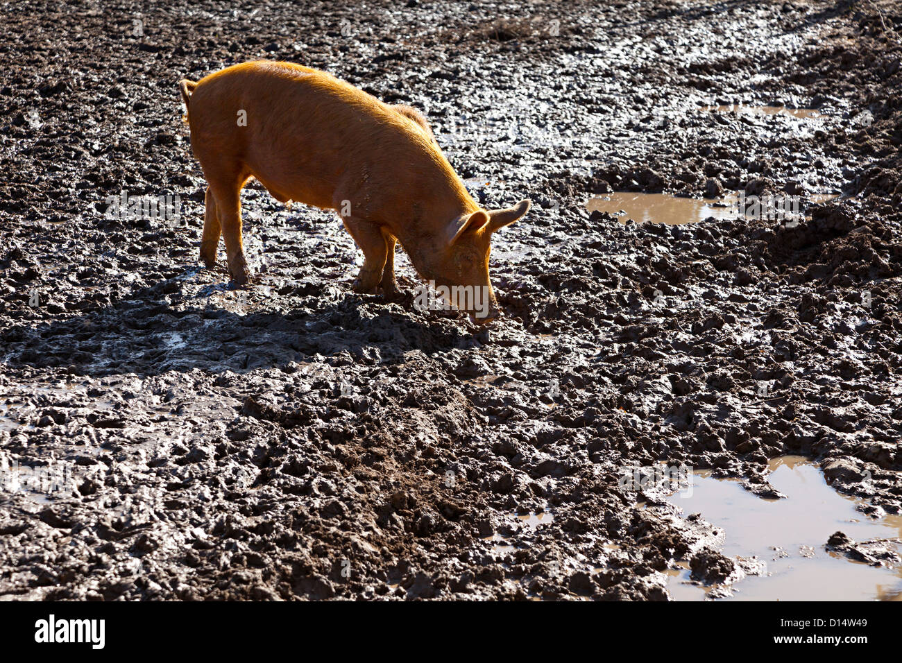 Pig in mud, UK Stock Photo