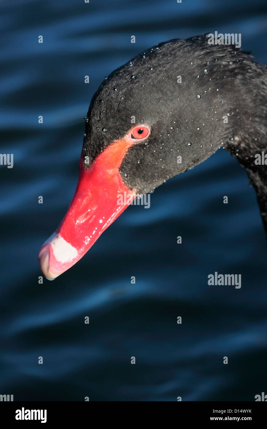 Black Swan's head close up against rippled water background Stock Photo