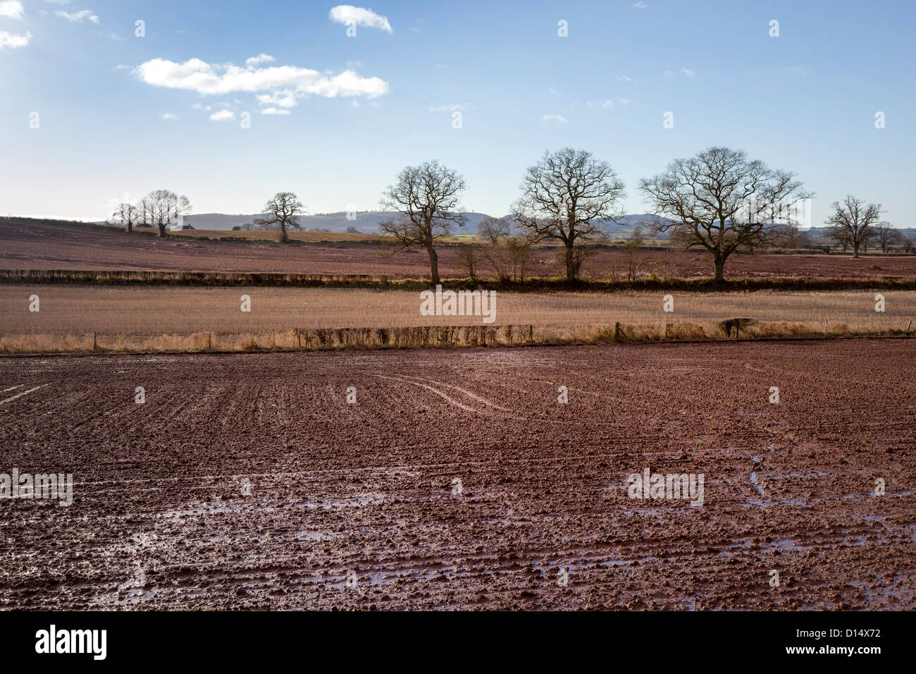 Bare winter fields and trees with waterlogged muddy ground, Hereford