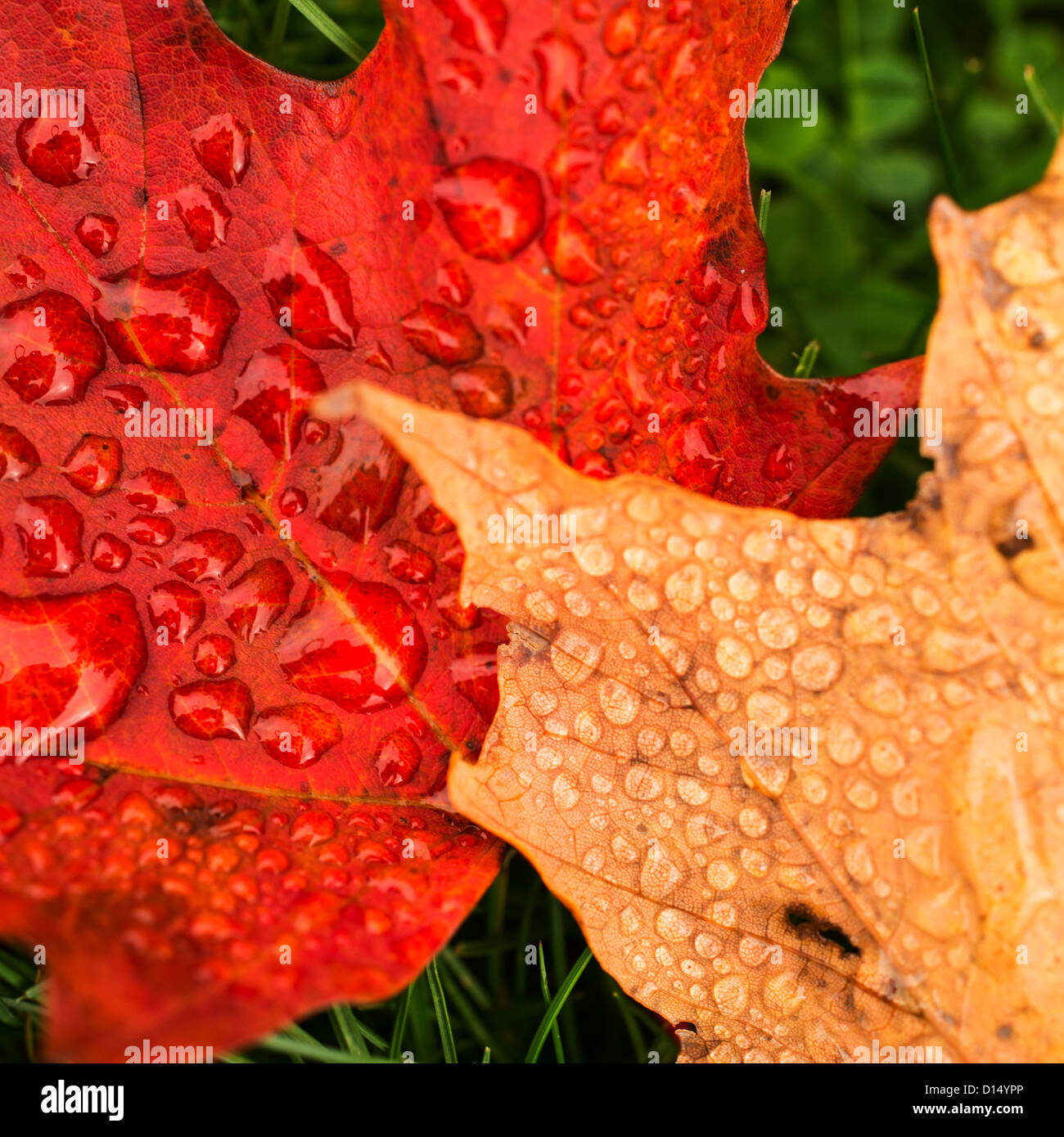 Wet autumn leaves on grass hi-res stock photography and images - Alamy