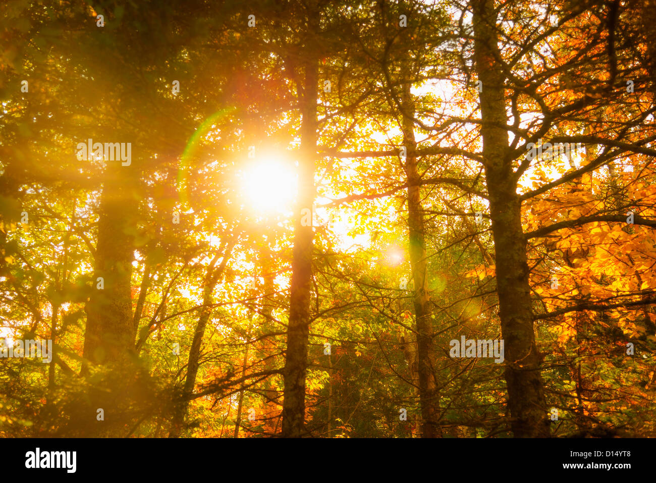 USA, Maine, Camden, Sun shining through tree branches Stock Photo