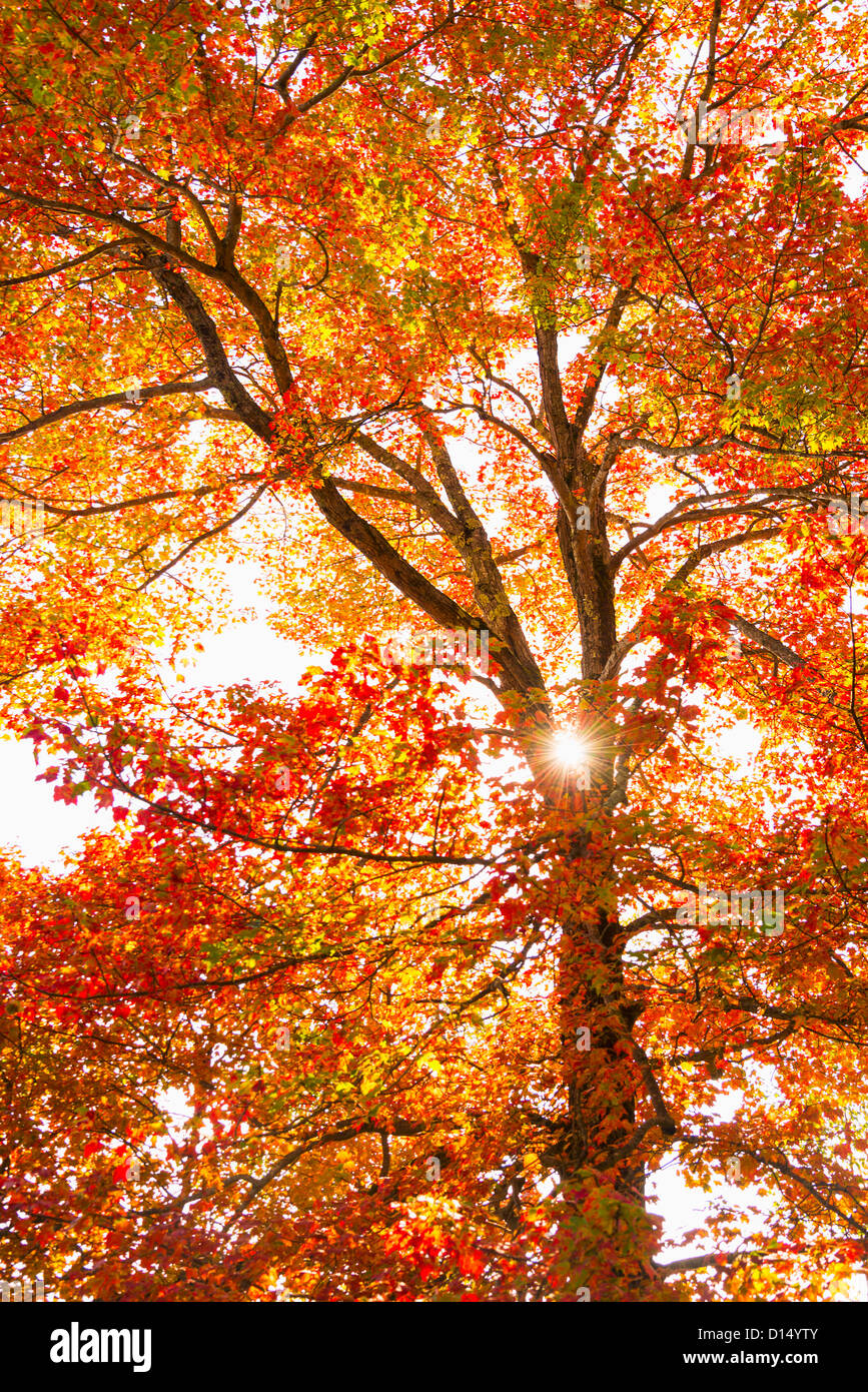 USA, Maine, Camden, Sun shining through tree branches Stock Photo
