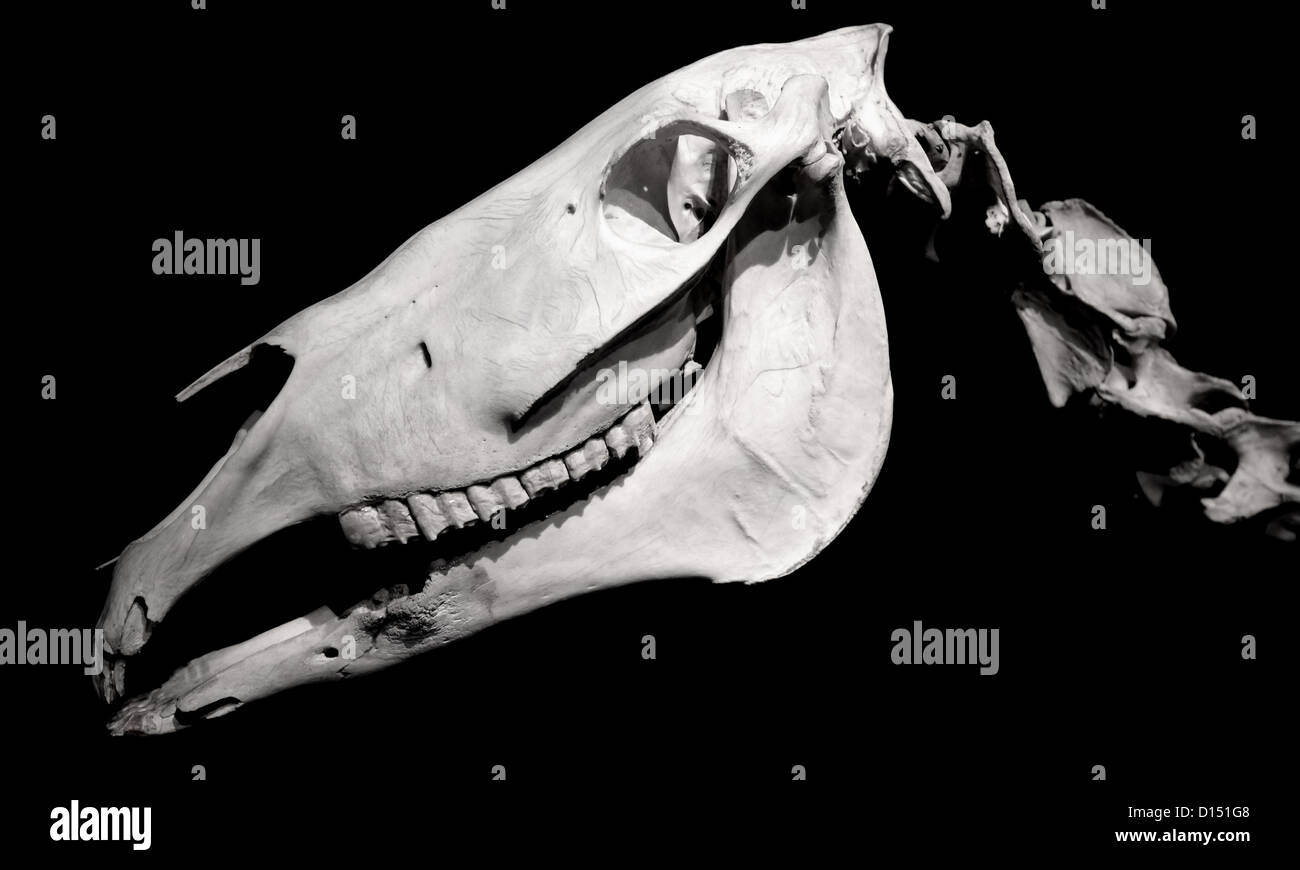 Horse skull profile isolated on black background Stock Photo