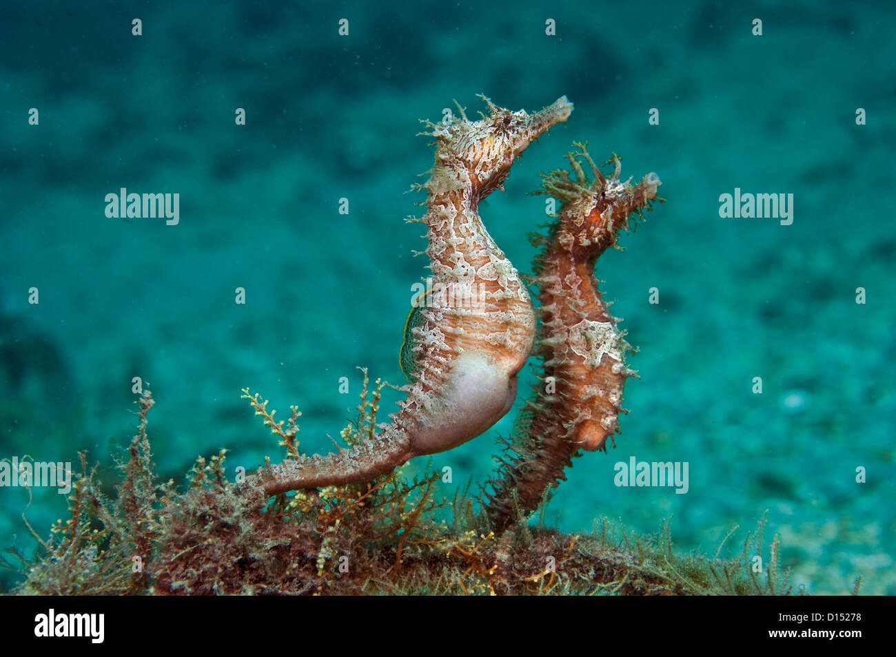 Lined Sea Horses, Hippocampus erectus, courting and mating in the the Lake Worth Lagoon, Palm Beach County, Florida, USA Stock Photo