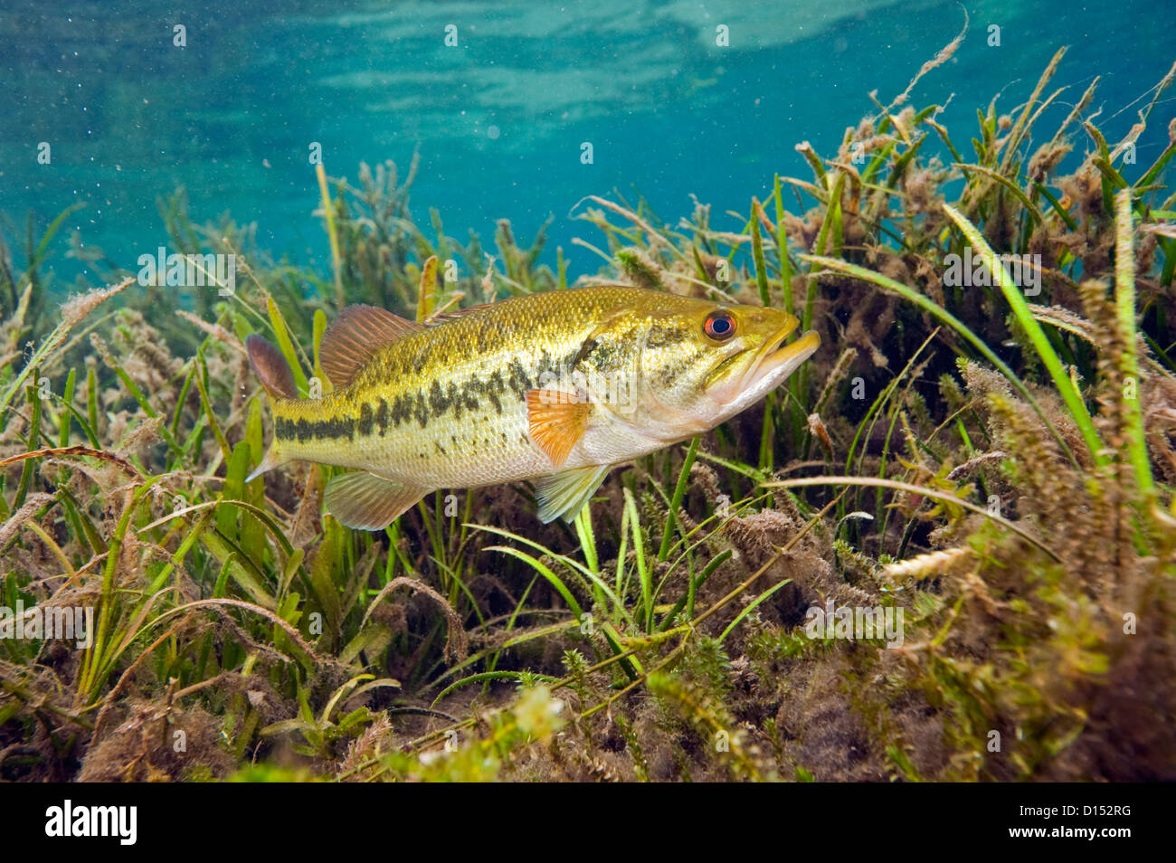 A male Large mouth bass, Micropterus salmoides, protects his nest in the Rainbow River in Northwest Florida, United States. Stock Photo