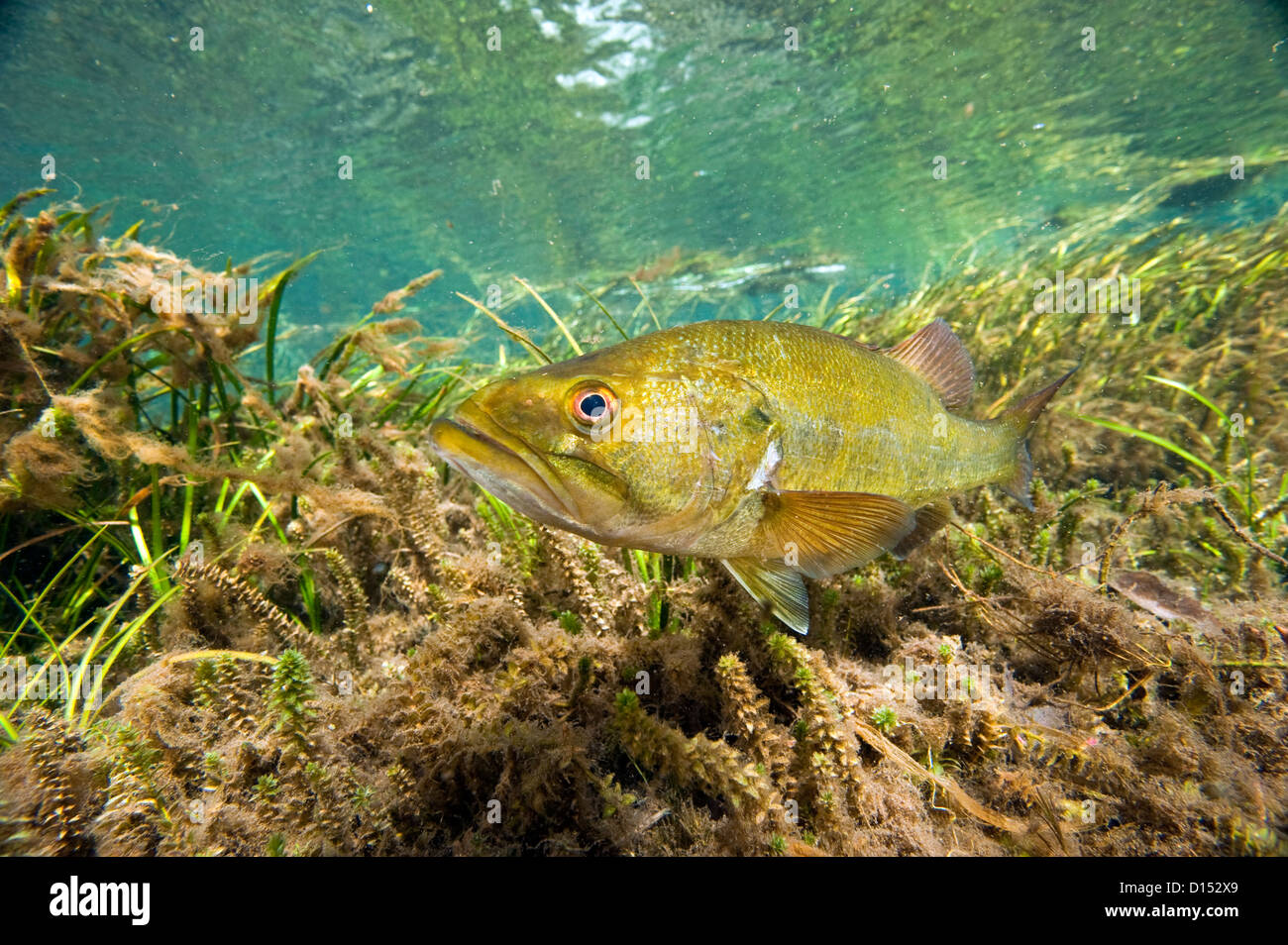 A male Large mouth bass, Micropterus salmoides, protects his nest in the Rainbow River in Northwest Florida, United States. Stock Photo