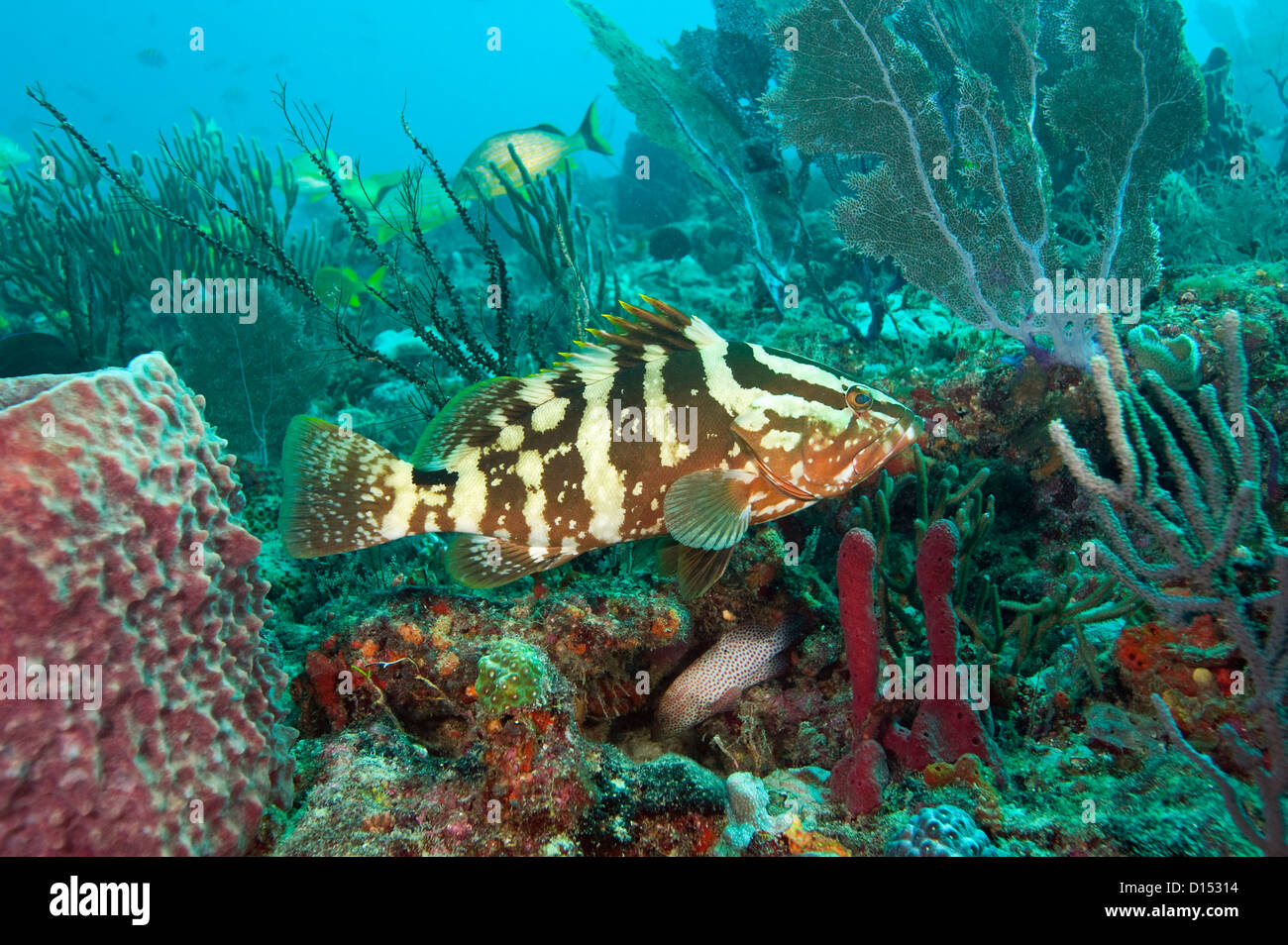 A Nassau Grouper, Epinephelus striatus, a protected and endangered species, swims over a coral reef offshore Palm Beach, Florida Stock Photo