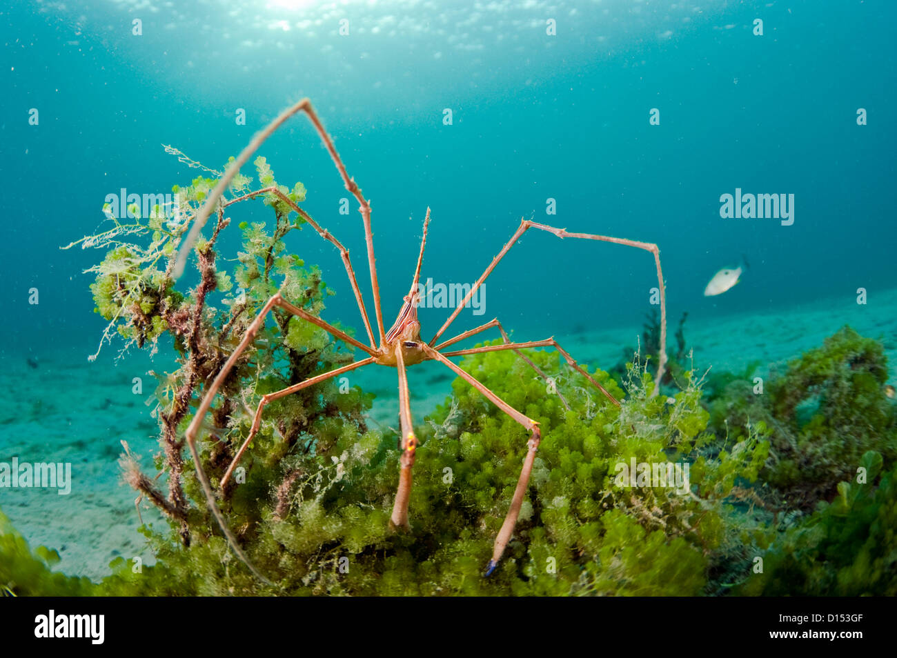 Arrowhead Crab, Stenorhynchus seticornis, photographed in the Lake Worth Lagoon, Singer Island, Florida, United States Stock Photo