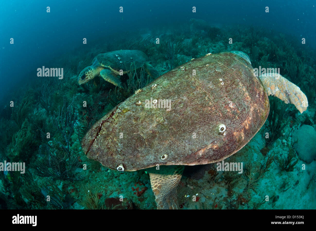 A Loggerhead Sea Turtle, Caretta caretta, swims over a coral reef in Palm Beach County, Florida, United States Stock Photo