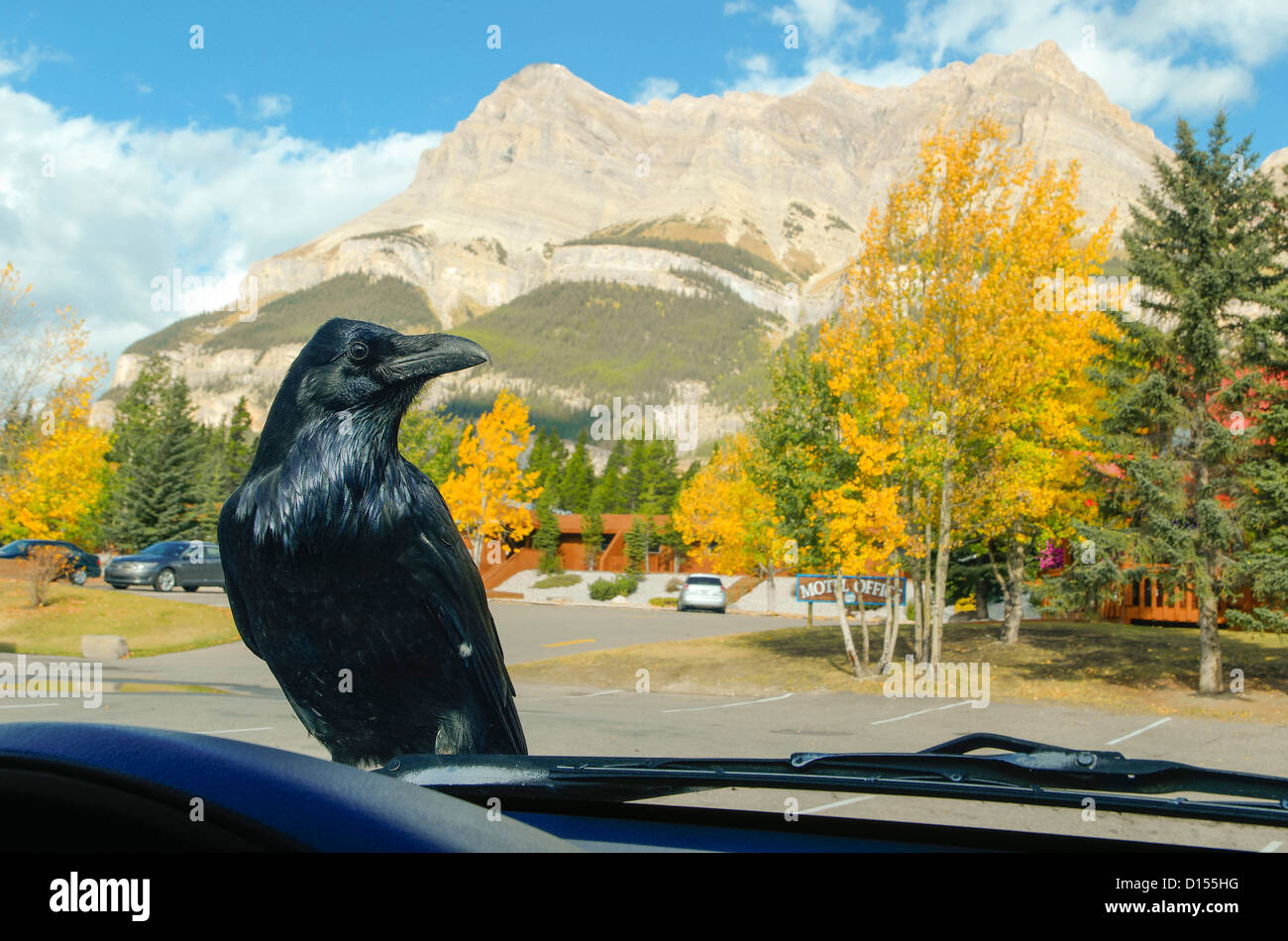 Raven on car hood banff national park raven hires stock