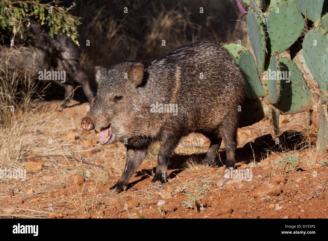 Collared Peccary Tayassu tajacu Tucson, Pinal County, Arizona, United States 1 December Adult Stock Photo