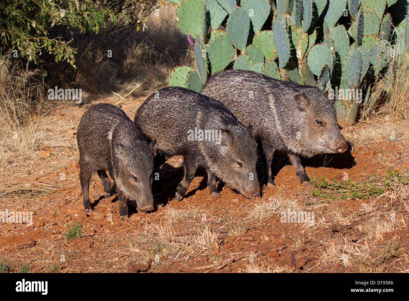 Collared Peccary Tayassu tajacu Tucson, Pinal County, Arizona, United States 1 December Adults Stock Photo