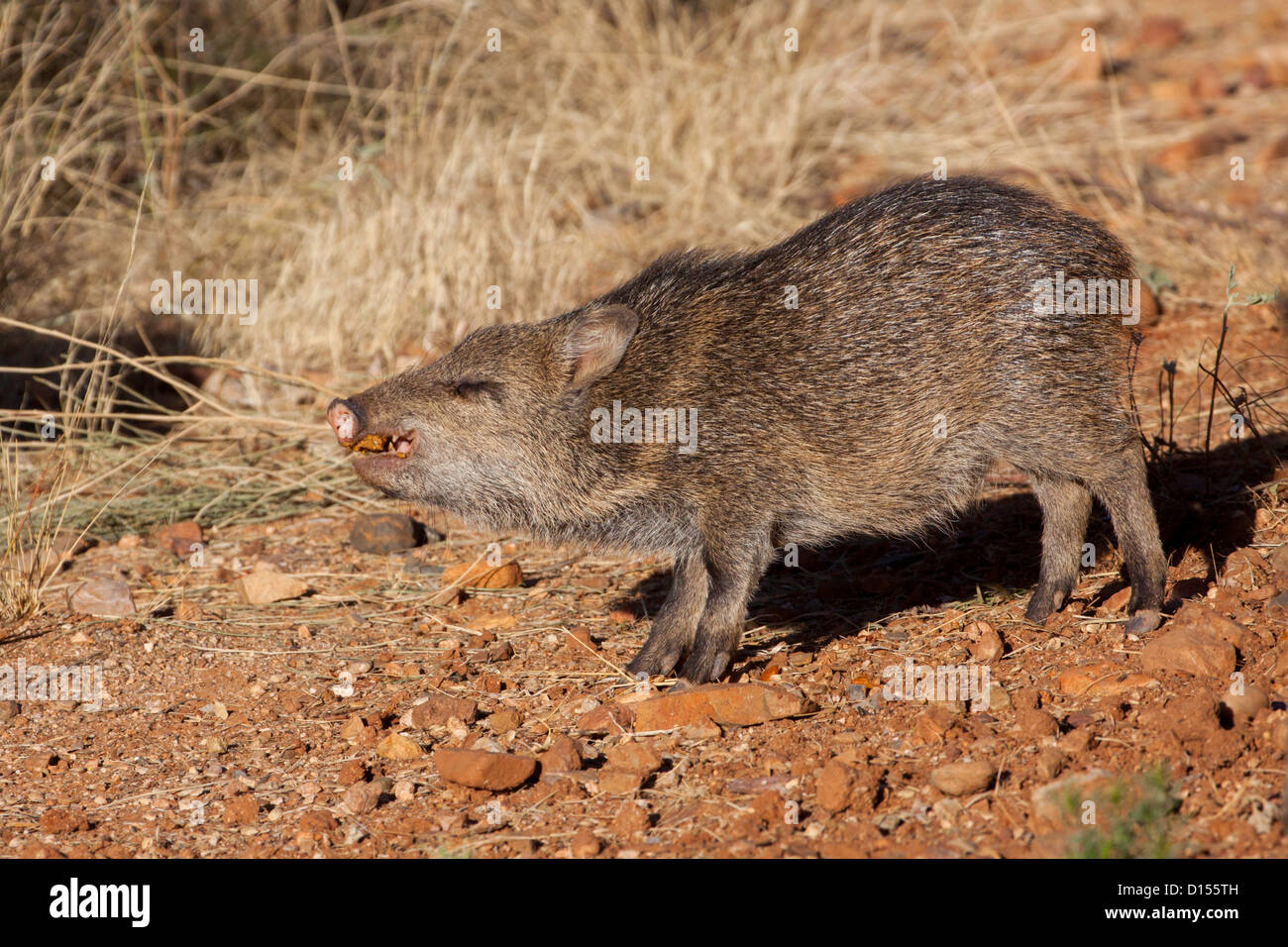 Collared Peccary Tayassu tajacu Tucson, Pinal County, Arizona, United States 1 December immature Stock Photo