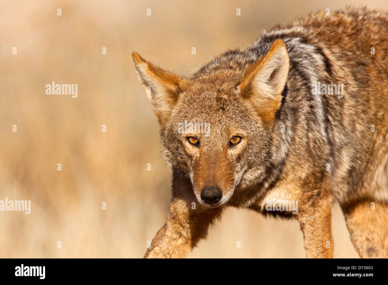 Coyote Canis latrans Tucson, Arizona, United States 27 November Adult Canidae Stock Photo