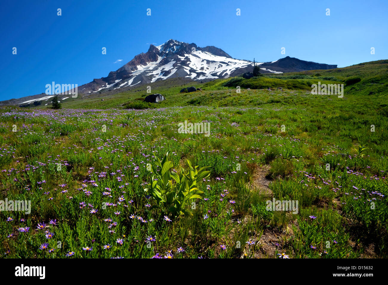 paradise park mt hood