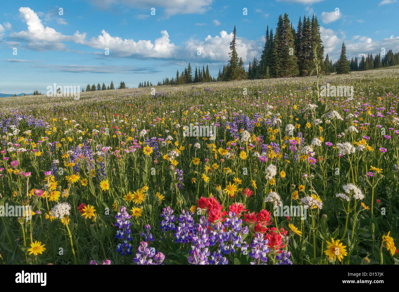 Wildflowers, Trophy Meadows, Wells Gray Provincial Park, British