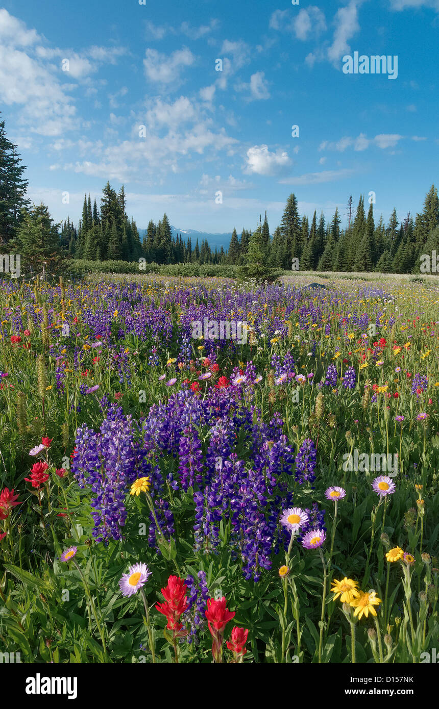 Wildflowers, Trophy Meadows, Wells Gray Provincial Park, British