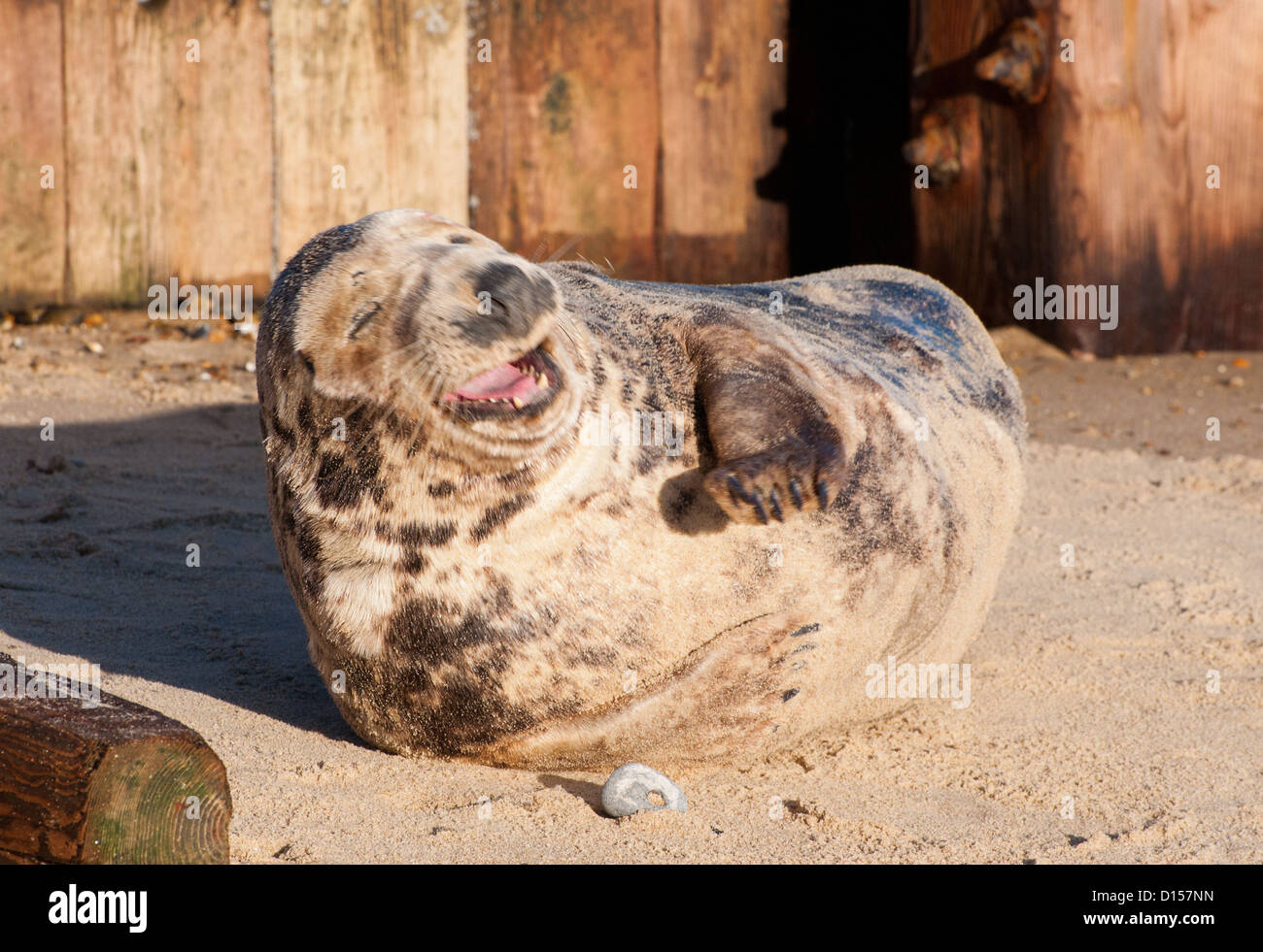 The laughing seal Stock Photo Alamy