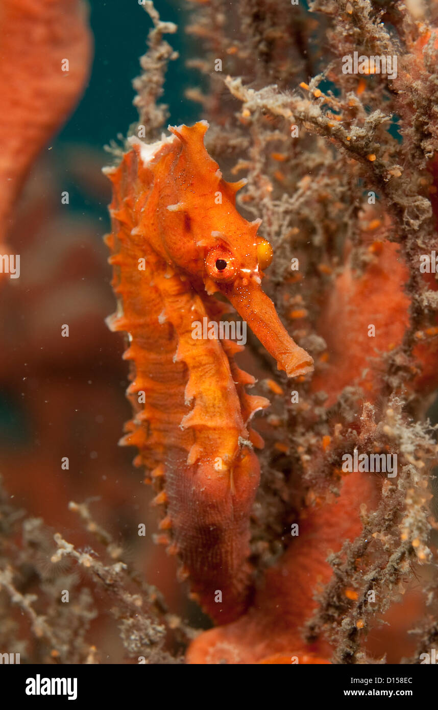 Lined Sea Horse, Hippocampus erectus, hides underneath a pier in the Lake Worth Lagoon, Palm Beach County, Florida Stock Photo