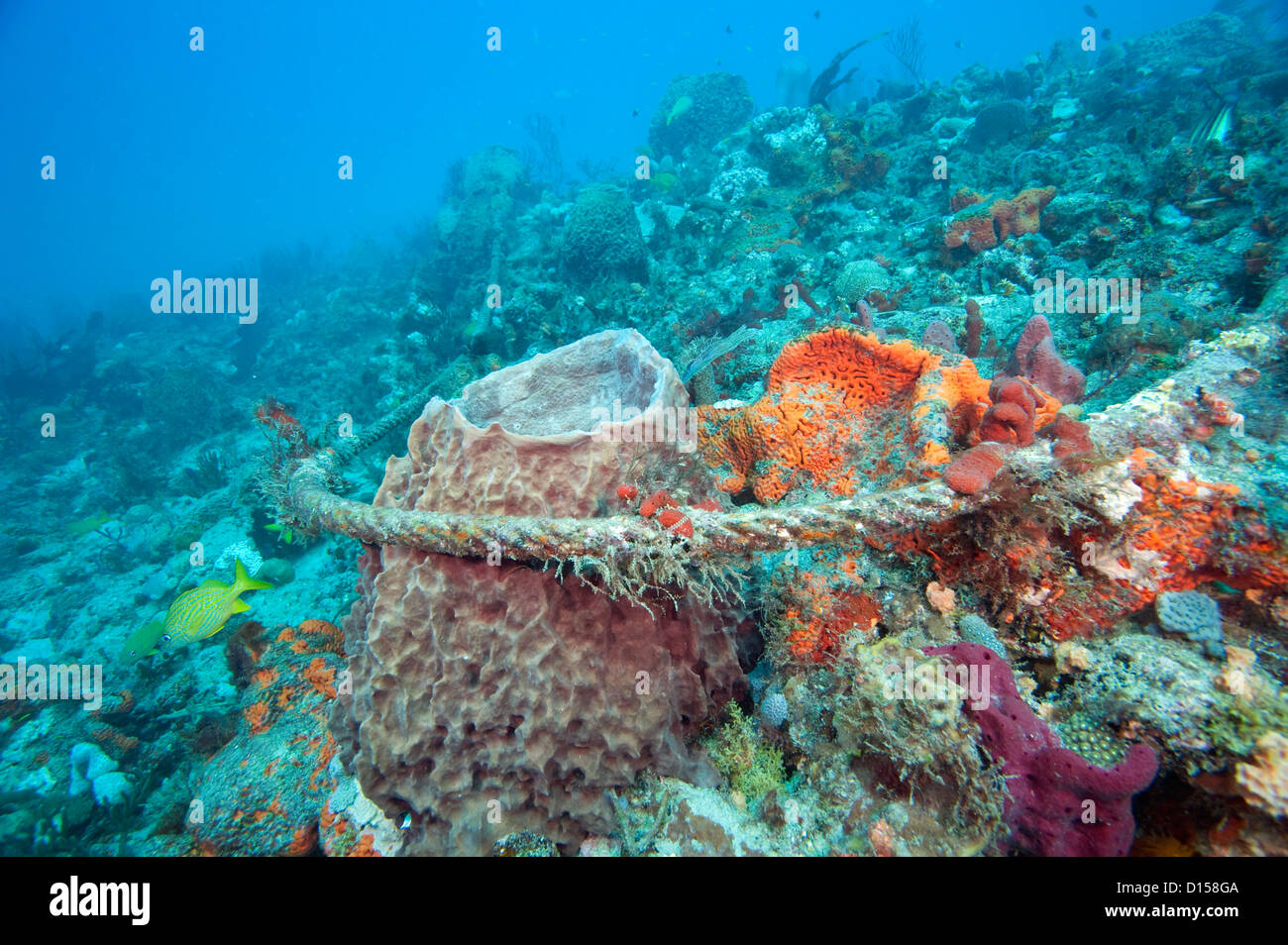 Breakers coral reef hires stock photography and images Alamy