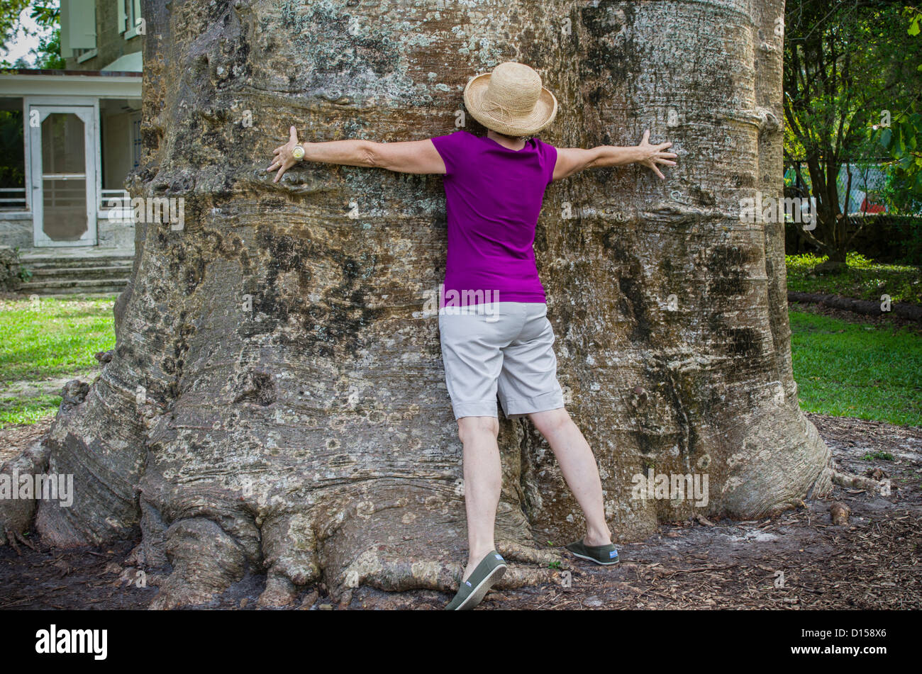 USA, Florida, Coral Gables. Visitor measures giant African baobab tree; Fairchild Tropical Botanic Garden Stock Photo