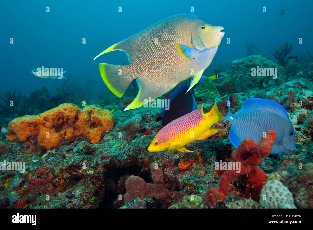 Blue angelfish, Holacanthus bermudensis, feed on sponges offshore Palm Beach, Florida, United States. Stock Photo